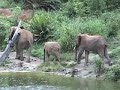 Wild Elephants of Kenya