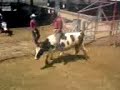 CBTa 67 Bull Extreme