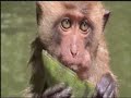 The Monkey's familly