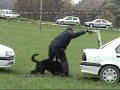 Cães Policia - Por Celso Alves Cães Policia - Por Celso Alves