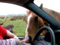 videos de Olympic Game Farm - Horse