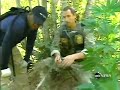 DEA raids in Mendocino forest DEA raids in Mendocino forest