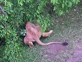 Lions Poisoned