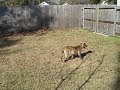 Willi running in the yard Willi running in the yard