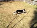 Willi running in the yard