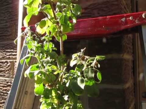 how to fertilize tulsi