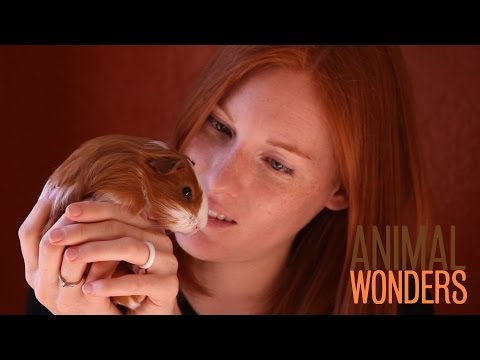 how to care guinea pig