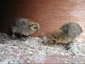 2 week old chicks