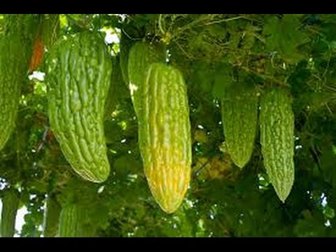 how to fertilize bitter gourd