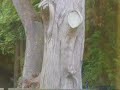 wiewi�rki