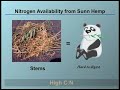 Sunn hemp for Soil Health and Nematode Management