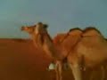 طلعه كشته بر قبس قنص سعوديه طير فله هبل qhbes@hotmail.com