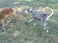 Kearny Dog Park 1