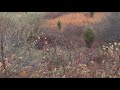 09 WV Rifle Hunt