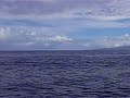 spinner dolphins   maui