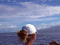 spinner dolphins   maui