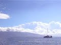 spinner dolphins   maui