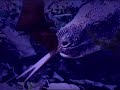 British Alien Big Cats