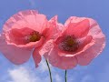 Sicilian poppies