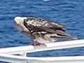 Red-footed booby preening in Indian Ocean