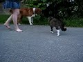Cat chasing neighbour dog Cat chasing neighbour dog