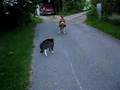 Cat chasing neighbour dog