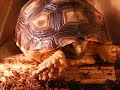 Murt the Sulcata Tortoise