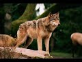 A wolf tribute