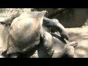 videos de Aldabra Giant Tortoises mating
