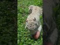 【氷ニック☔】アニキン夏の風物詩氷ニック！そんな氷ニックを一生懸命食べるシグレくん！！in伊豆アニマルキングダム