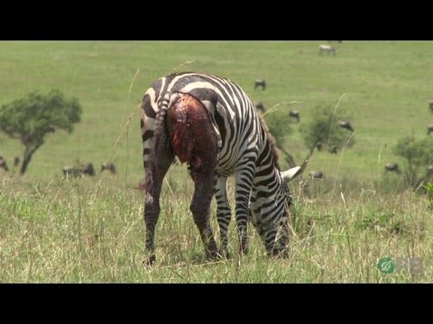 how to help zebras
