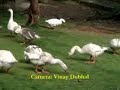 Dehradun - Malsi Dear Park Dehradun
