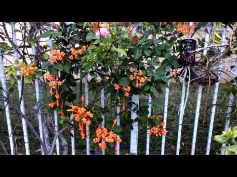 how to grow pyrostegia venusta