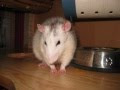 Meine Ratten (Bilder) ♥ Teil 2