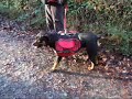 Dog walking