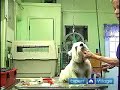 How to Groom a Dog : How to Brush Matted Dog Fur