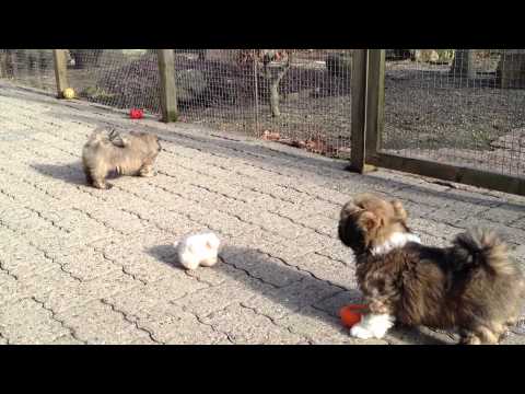 how to care for a lhasa apso puppy