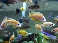 Some beautiful Cichlides of my Aquarium