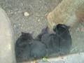videos de Jungle park tenerife4.AVI