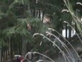 Guarda video