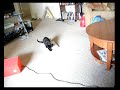 Kitten Air Hockey Kitten Air Hockey