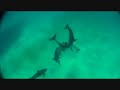 Dances with Dolphins Dances with Dolphins