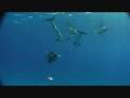 Dances with Dolphins