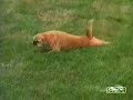 Cani Pazzi