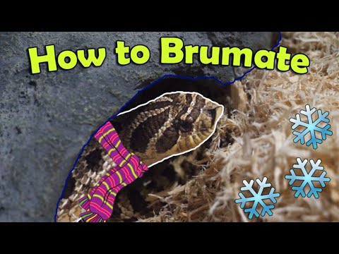 YouTube reptile video