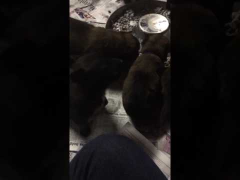 Pups at first feeding time.