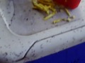 videos de the ants attack