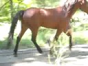 Glory Morgan trot out Monday