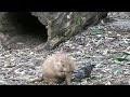 سبحان مقسم الارزاق