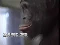 Chimp Playing Pac-Man